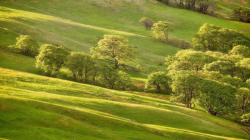 Alam, Pohon, Musim Panas, Padang Rumput Wallpaper HD
