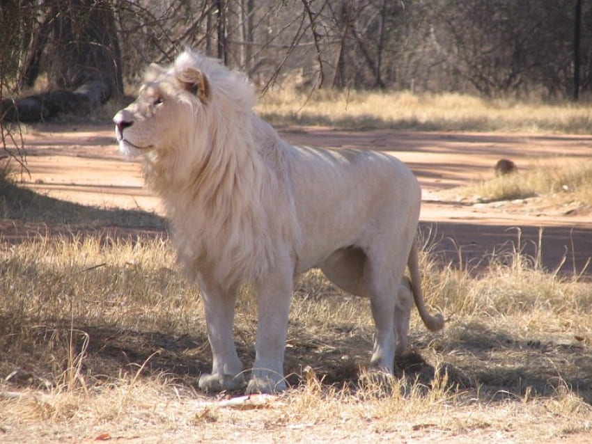 leone bianco, età, assottigliamento, leone, maschio Sfondo HD