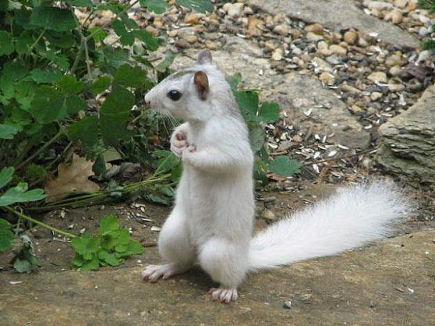 Écureuil blanc, dehors, blanc, assis, rare, écureuil Fond d'écran HD