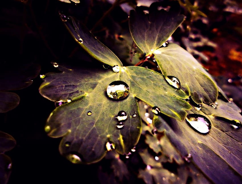 Magic Droplets, dropplets, leaves, reflection, nature, water, beauty HD wallpaper