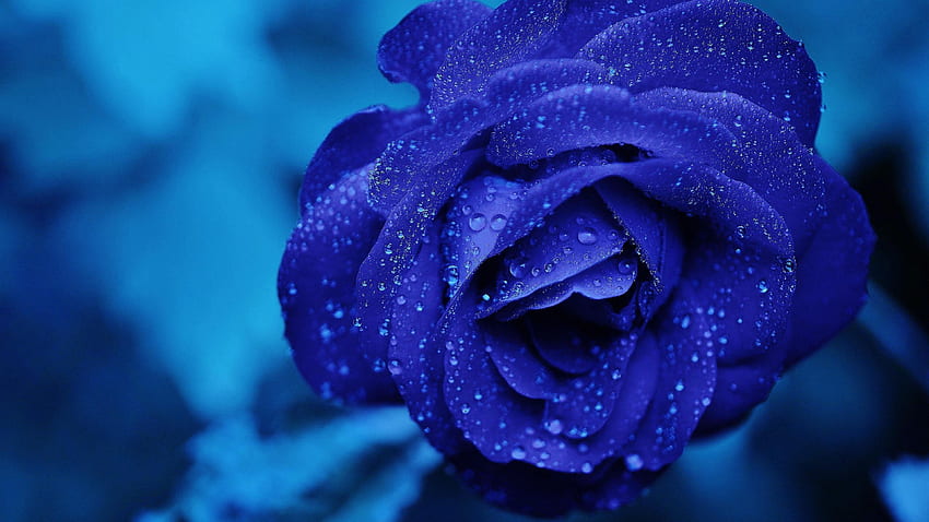 Drops on Blue Rose, blue, rose, petals, drops, nature, flowers, macro HD wallpaper