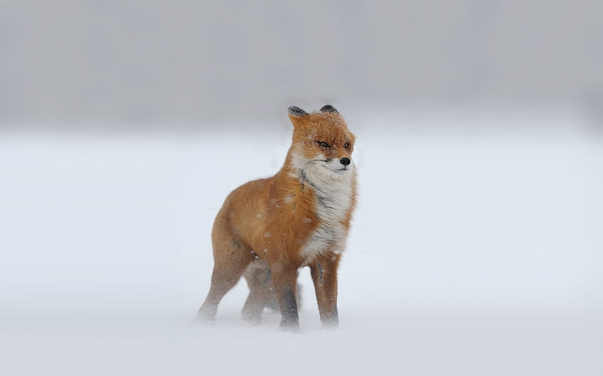 Śliczne zimowe zwierzę, zabawny lis Tapeta HD