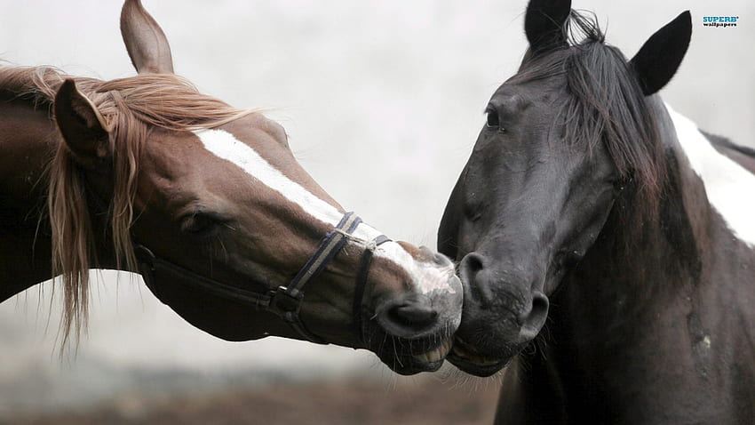 Kuda jatuh cinta, binatang, kuda, cinta, cium, lari Wallpaper HD