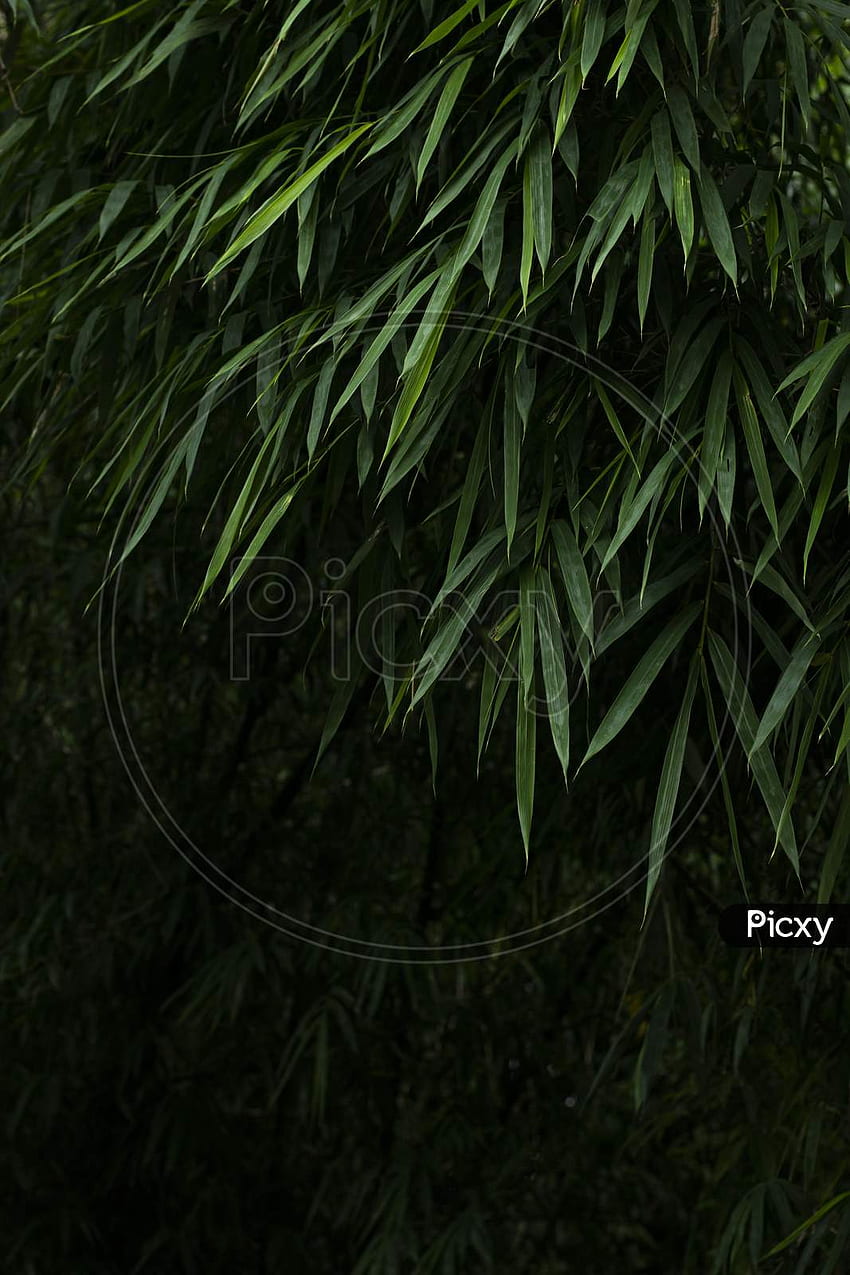 На зелени бамбукови листа от азиатска бамбукова гора. Фон с бамбукови листа, свеж зелен фон от бамбуков храст. Нисък ключ от зелени бамбукови листа. HY017944 Picxy HD тапет за телефон