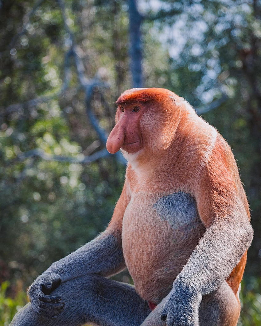 Proboscis Monkey Appreciation Blog HD phone wallpaper