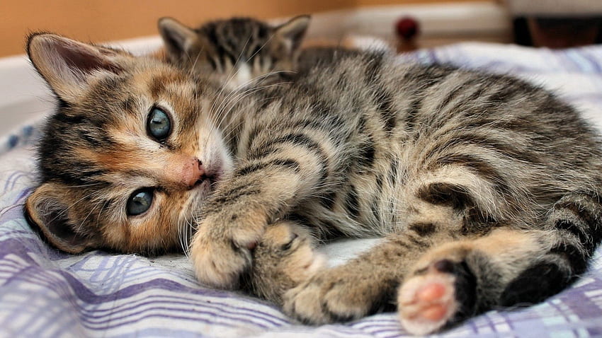 สัตว์ คิตตี้ ลูกแมว นอนลง นอน ลาย เตียง วอลล์เปเปอร์ HD
