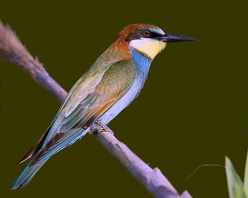 Burung, hewan, warna, dahan pohon Wallpaper HD