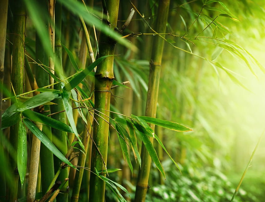 高解像度の竹の木、竹の森 高画質の壁紙