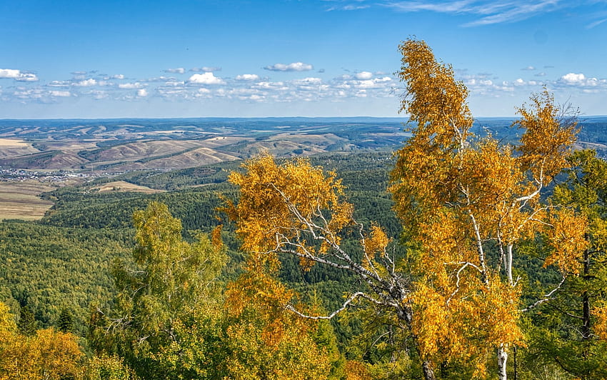 Autumn Panorama, birches, forests, hills, panorama, autumn HD wallpaper