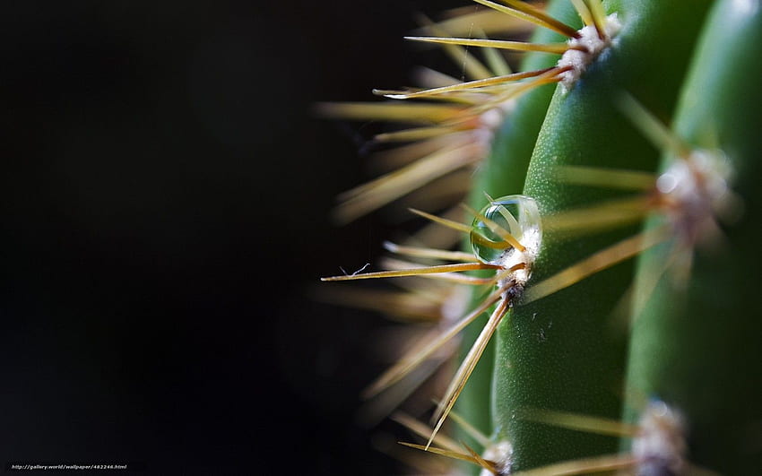 black background, cactus, spines, spikes in the resolution HD wallpaper
