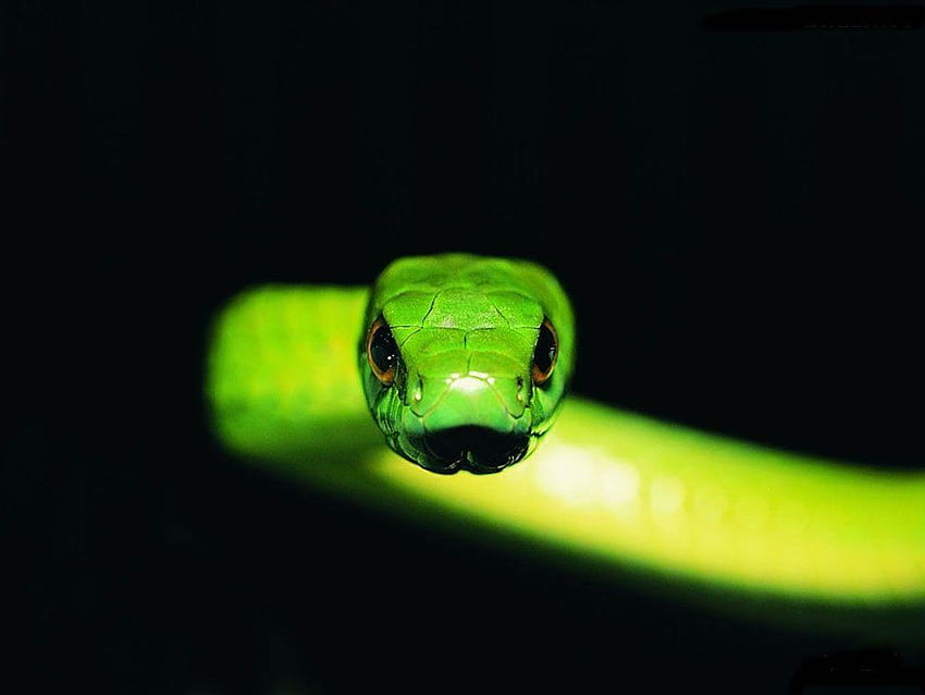 Neon Green Snake, Green and Black Snake HD wallpaper