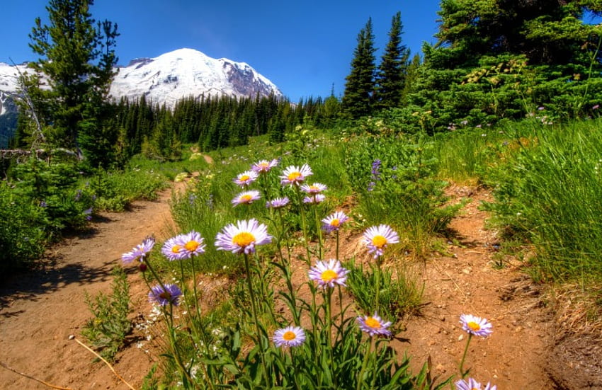 Mountain wildflowers, slope, beautiful, grass, lvoely, mountain, daisies, wildflowers, greenery, nature, sky, , peak HD wallpaper