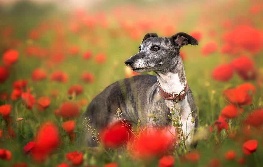 flowers, Maki, dog, poppy field, Italian Greyhound HD wallpaper