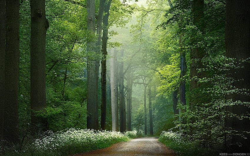 Spring Forest Path, flowers, spring, forest, path, mist HD wallpaper