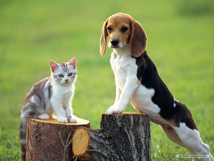 Beagle Background. Beagle Puppy , Beagle and Beagle Hunting HD wallpaper |  Pxfuel