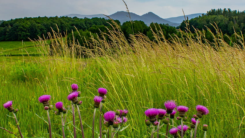 Purple Thistle Flowers Buds Grass Field Bushes Trees Forest Mountains Nature HD wallpaper