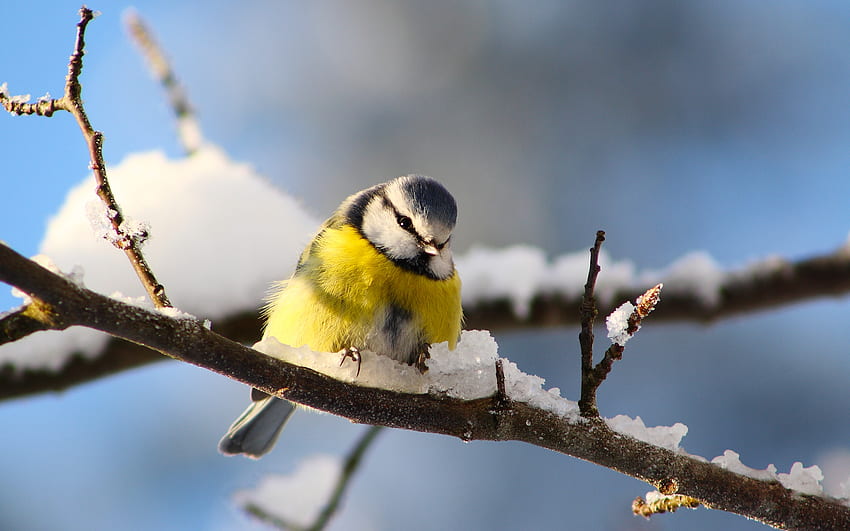 Titmouse, winter, blue, bird, pasare, branch, blue tit, yellow, snow, pitigoi HD wallpaper