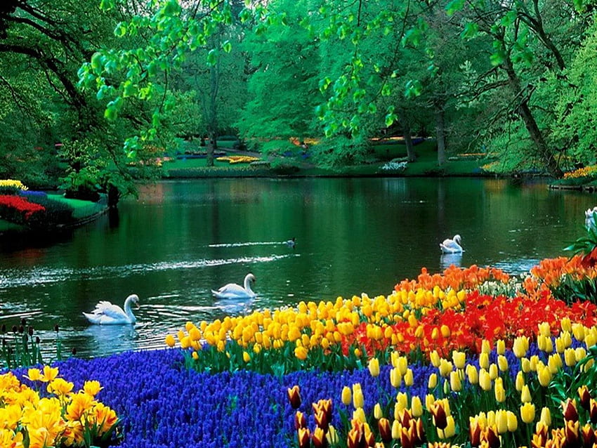 Lago de los cisnes en el parque, a orillas del lago, pájaros, floral, pacífico, tulipanes, serenidad, orilla, reflexión, árboles, verdor, calma, estanque, natación, jardín, césped, lago, parque, verano, cisnes, verde, naturaleza, flores fondo de pantalla