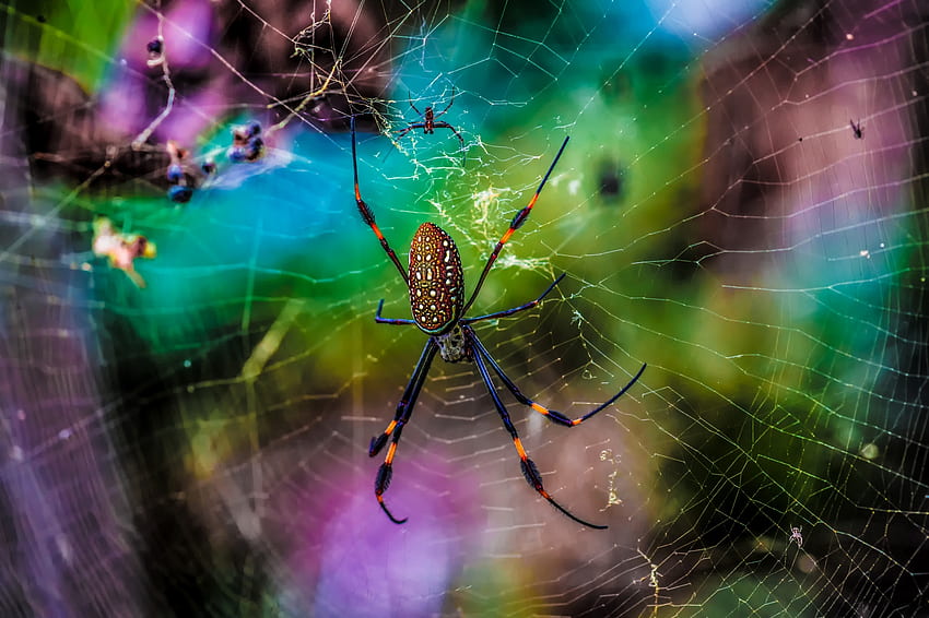 Spider, blue, colorful, pink, green, web HD wallpaper