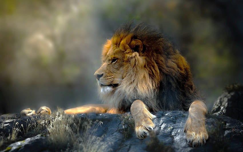 Lion, animal, leu, big cat, paw, thai phung HD wallpaper | Pxfuel