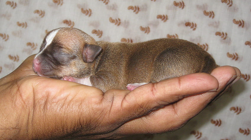 Chihuahua yavrusu, köpek yavrusu, küçük köpek yavrusu, köpek yavrusu HD duvar kağıdı
