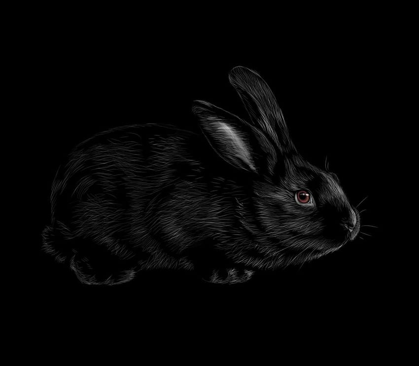 Portrait d'un lapin sur fond noir Illustration vectorielle 2565844 Clipart vectoriel chez Vecteezy Fond d'écran HD