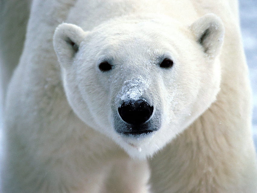 สัตว์ สายตา ความคิดเห็น จมูก หมีขั้วโลก วอลล์เปเปอร์ HD