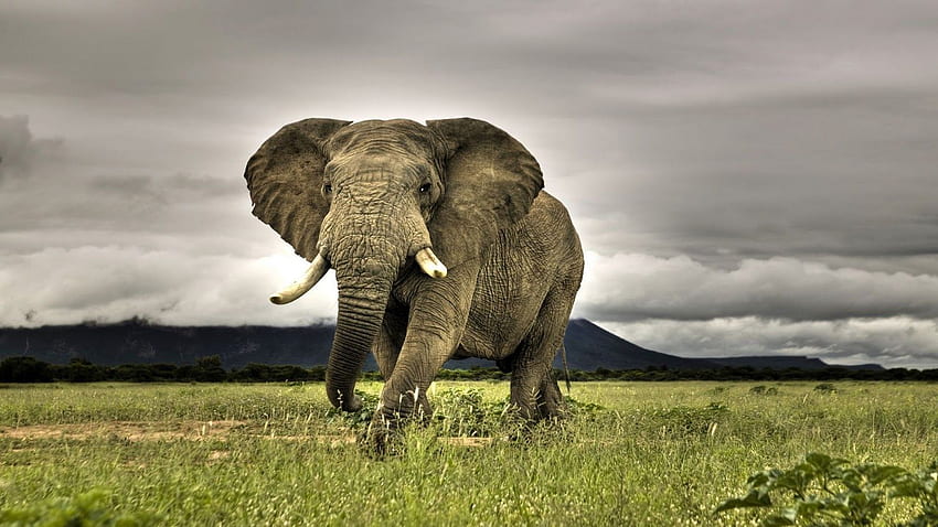 野生動物 。 アフリカゾウ, アフリカゾウ, アフリカの動物 高画質の壁紙