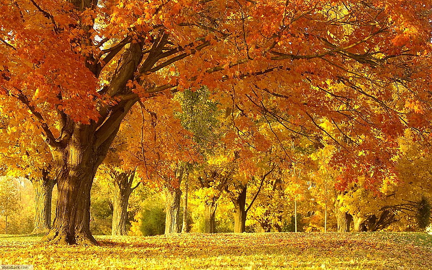 Golden walk, leaves, trees, leaves on ground, autumn, orange, gold, forest HD wallpaper