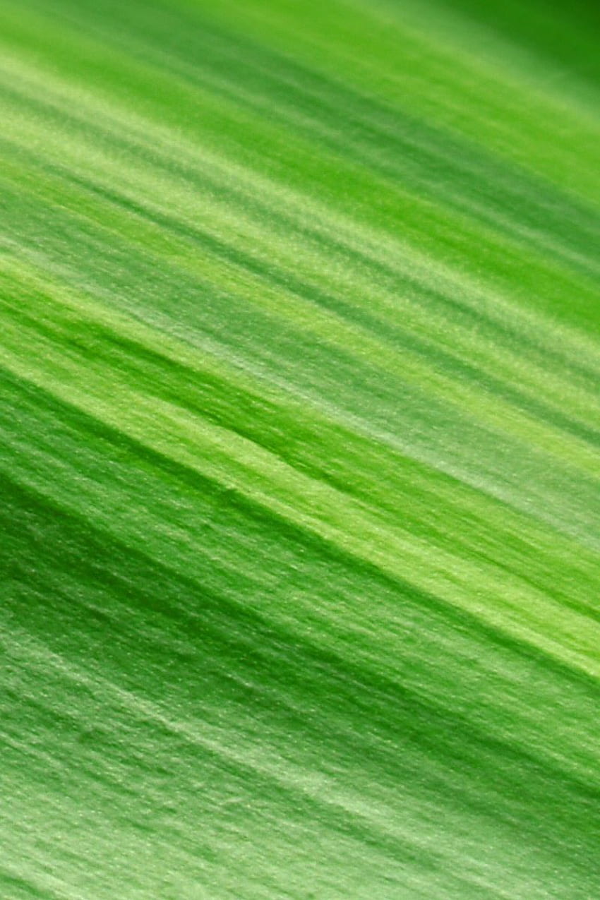 TAP AND GET THE APP! Nature Unicolor Leaves Texture Simple, Simple Green HD phone wallpaper