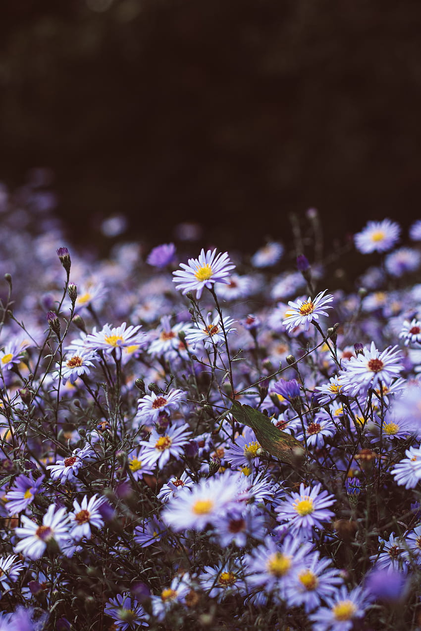 Pflanzen, Blumen, Violett, Blüte, Blüte, Lila, Wild HD-Handy-Hintergrundbild