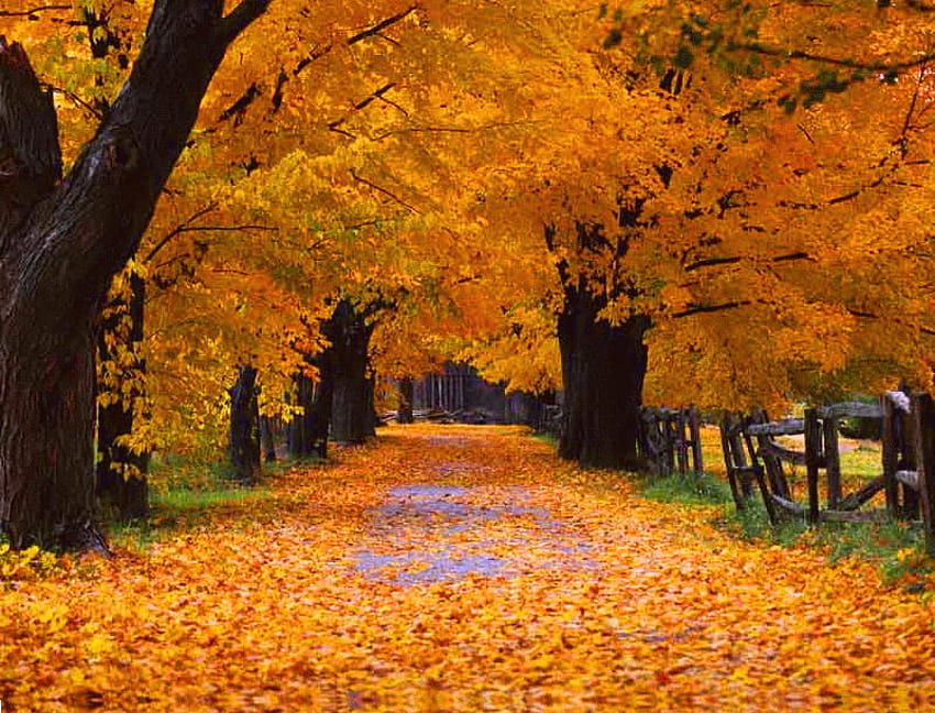 Scricchiolio, foglie, alberi, autunno, arancia, oro, camminata Sfondo HD