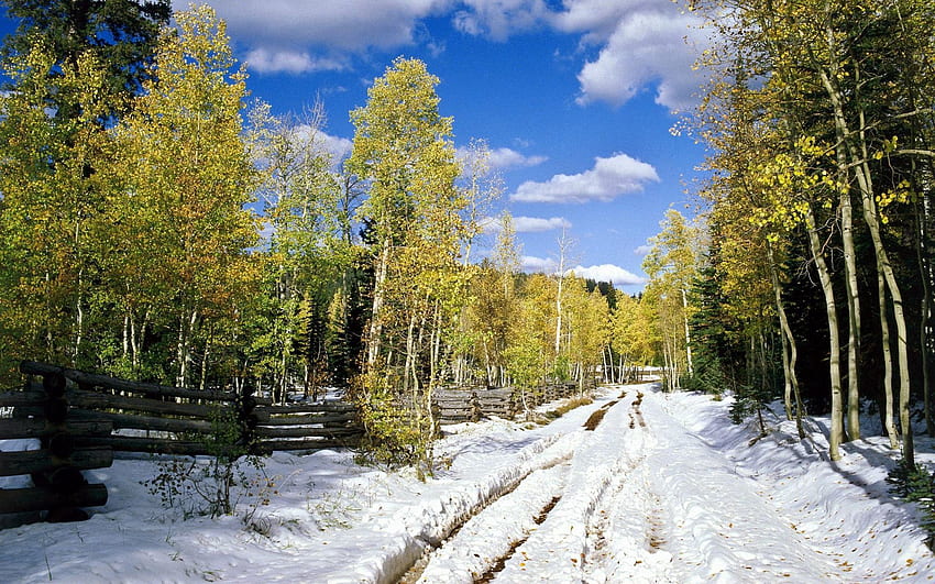 Alam, Pohon, Daun, Salju, Birch, Jalan, Hutan, Musim Semi Wallpaper HD