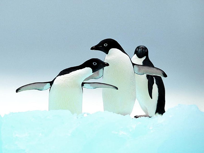 Pingouins, animal, pingouin, gelé, oiseau, neige Fond d'écran HD