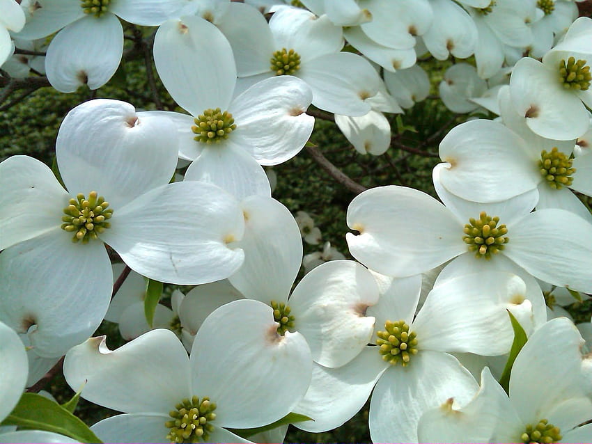 Hartriegel Blume. Virginia State Flower Der amerikanische Hartriegel. Hartriegelblumen, Hartriegel, auffällige Blumen HD-Hintergrundbild