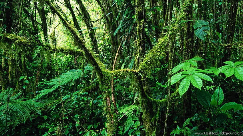 아마존 열대우림 배경, 브라질 열대우림 HD 월페이퍼