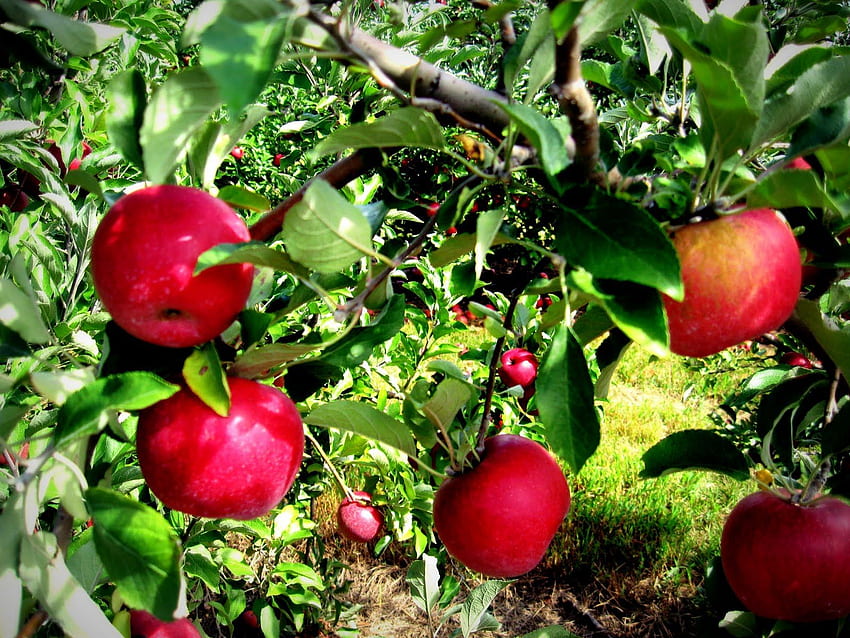 Apple Orchard, Apple Picking HD wallpaper