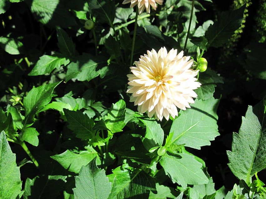 에드먼튼 정원의 화창한 날 01, 흰색, 잎, 그래픽, 노란색, 녹색, 꽃, 달리아 HD 월페이퍼