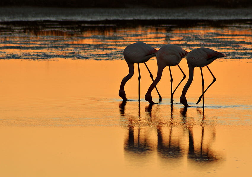 Taniec flaminga, flaming, ptaki, piękny, przyroda, jezioro Tapeta HD