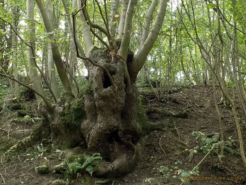 Eski Bir Ent Ağacı - Ağaçlar Orman Ve Ormanlar, Eski Büyüme Ormanı HD duvar kağıdı