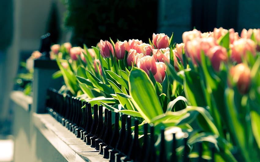 Fiori, tulipani, aiuola, aiuola, recinto, primavera, soleggiato Sfondo HD