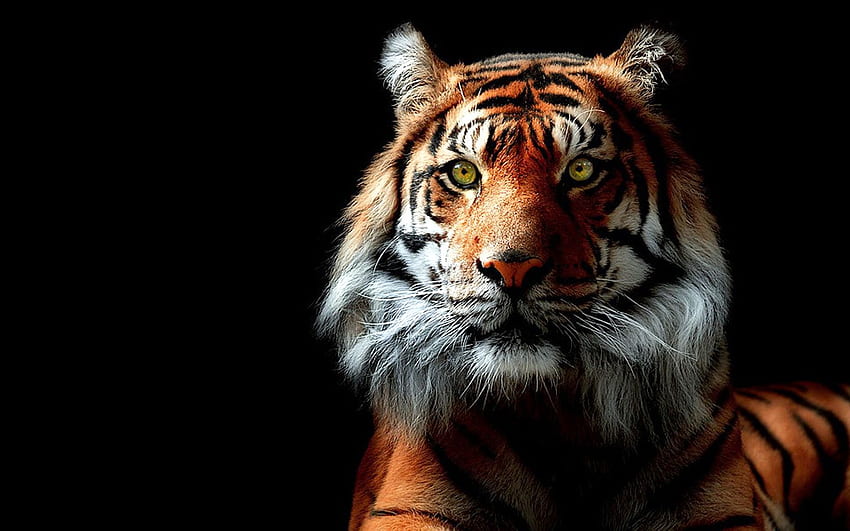 White Bengal Tigers Widescreen HD wallpaper