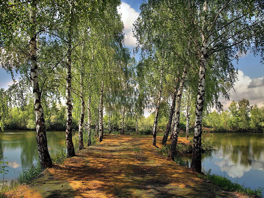 Landscape, Nature, Summer, Park, Pond, Birch HD wallpaper
