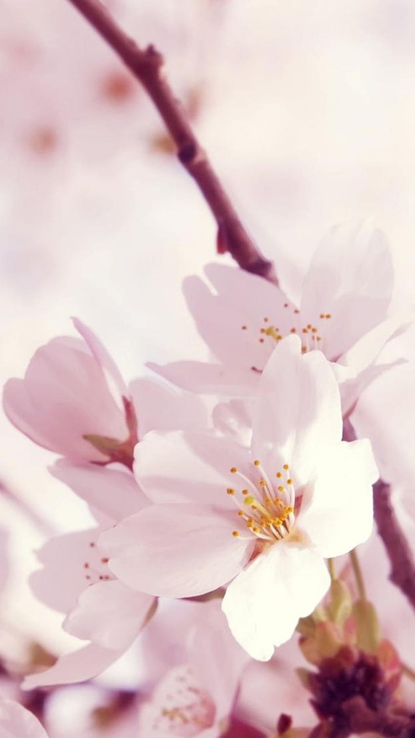 Beautiful Chinese Asia Flowers Sakura Plum Blossoms Lotus IPhone HD phone wallpaper