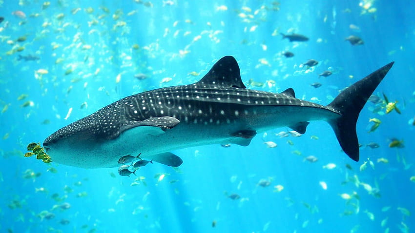 Balina köpekbalığı HD duvar kağıdı