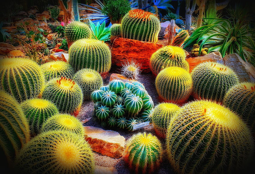 zapas kaktusów, kaktusów, kaktusów ogrodowych Tapeta HD