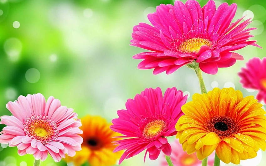 Kwiat 3D 1 Panoramiczny - Wiosenne Kwiaty - & Tło, Wczesne Wiosenne Kwiaty Tapeta HD