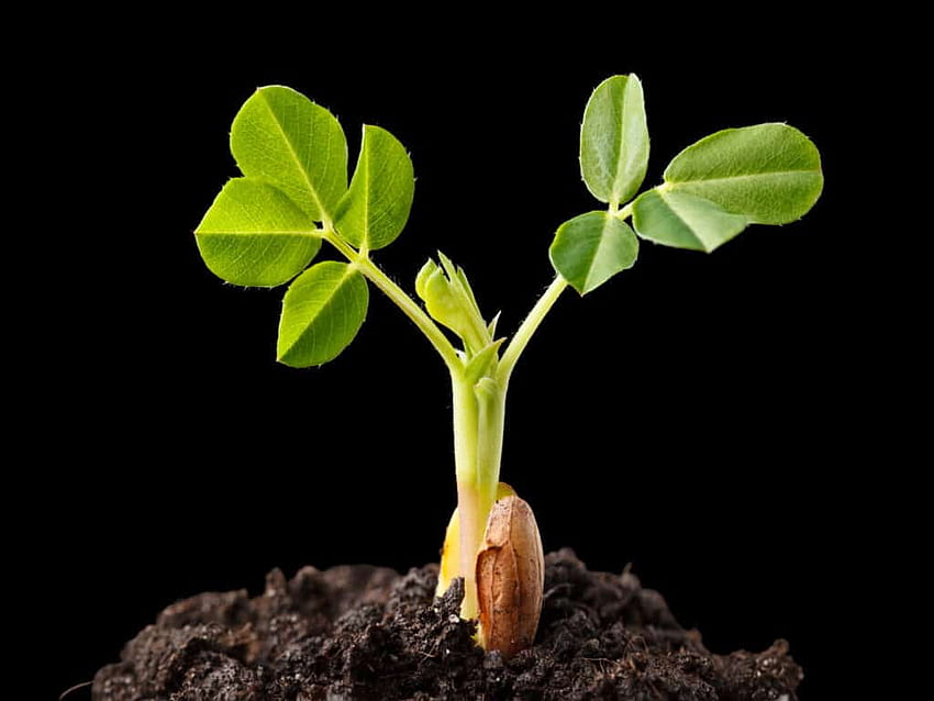 Peanut Seed Starting Tips, Seed Germination HD wallpaper