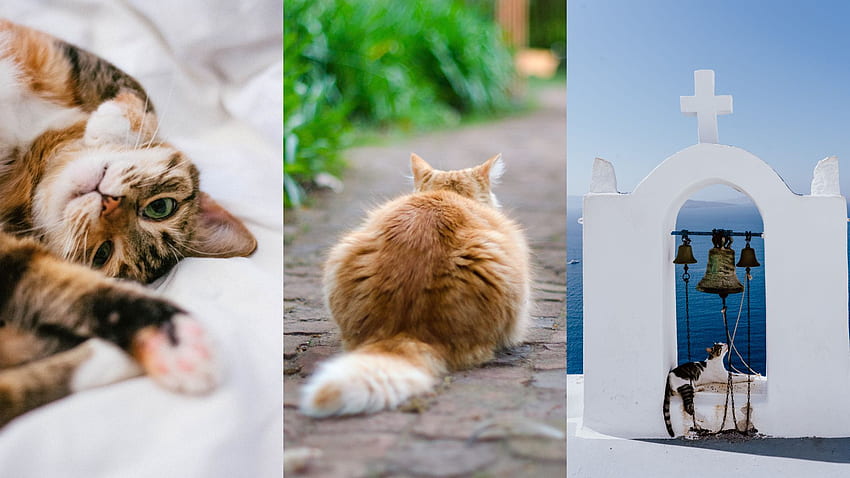 Sevimli Kedi iPhone Arka Planı - Kedileri Çok Severim, Kediler Sever HD duvar kağıdı