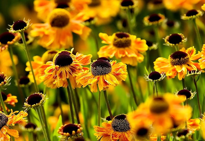 kembang kol ungu. latar belakang, Bunga Matahari Ungu Wallpaper HD